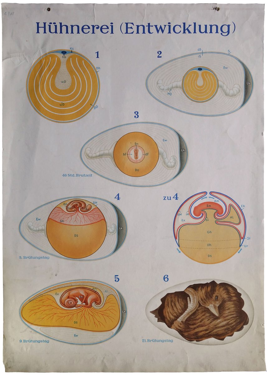 Deutsche MidCentury Vintage Hühnerei Entwicklung Lehrtafel bei Pamono