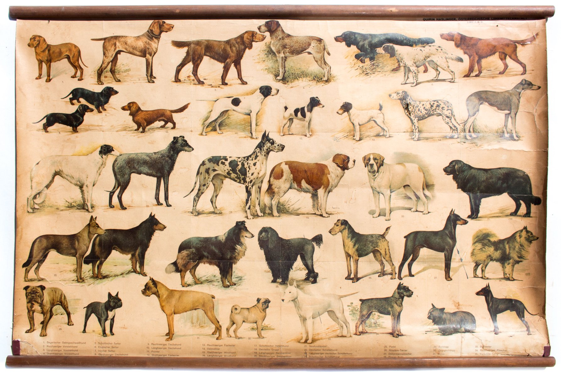 Wall Chart of Dog Breeds, 1952 for sale at Pamono